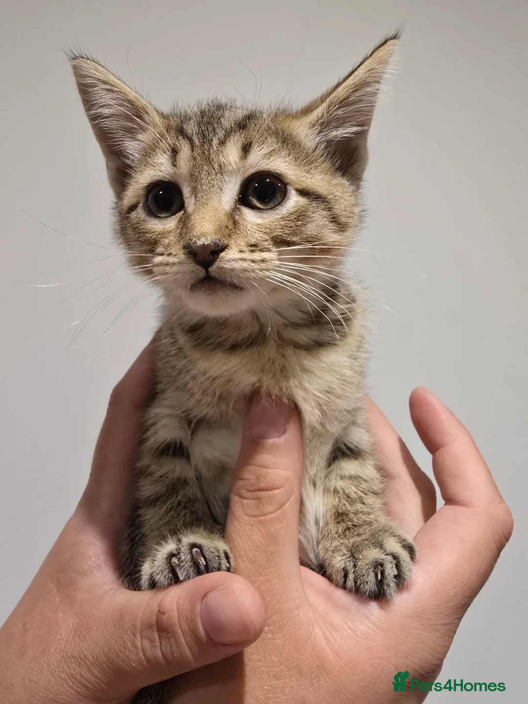 Mixed Breed cats for sale: Scottish Straight Cross Kittens  - Advert 27