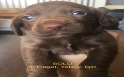 Mixed Breed dogs for sale: Miniature dachshund x springer spaniel puppies  - Image 6