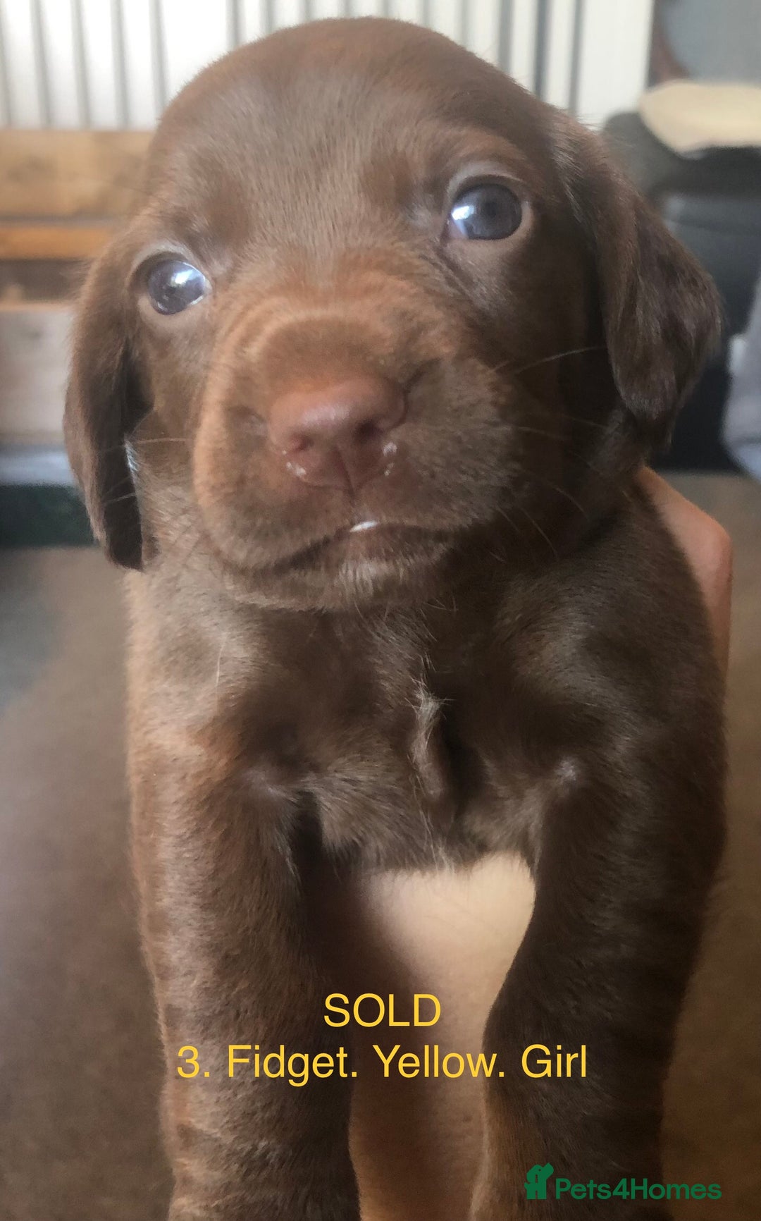 Mixed Breed dogs for sale: Miniature dachshund x springer spaniel puppies  - Image 6