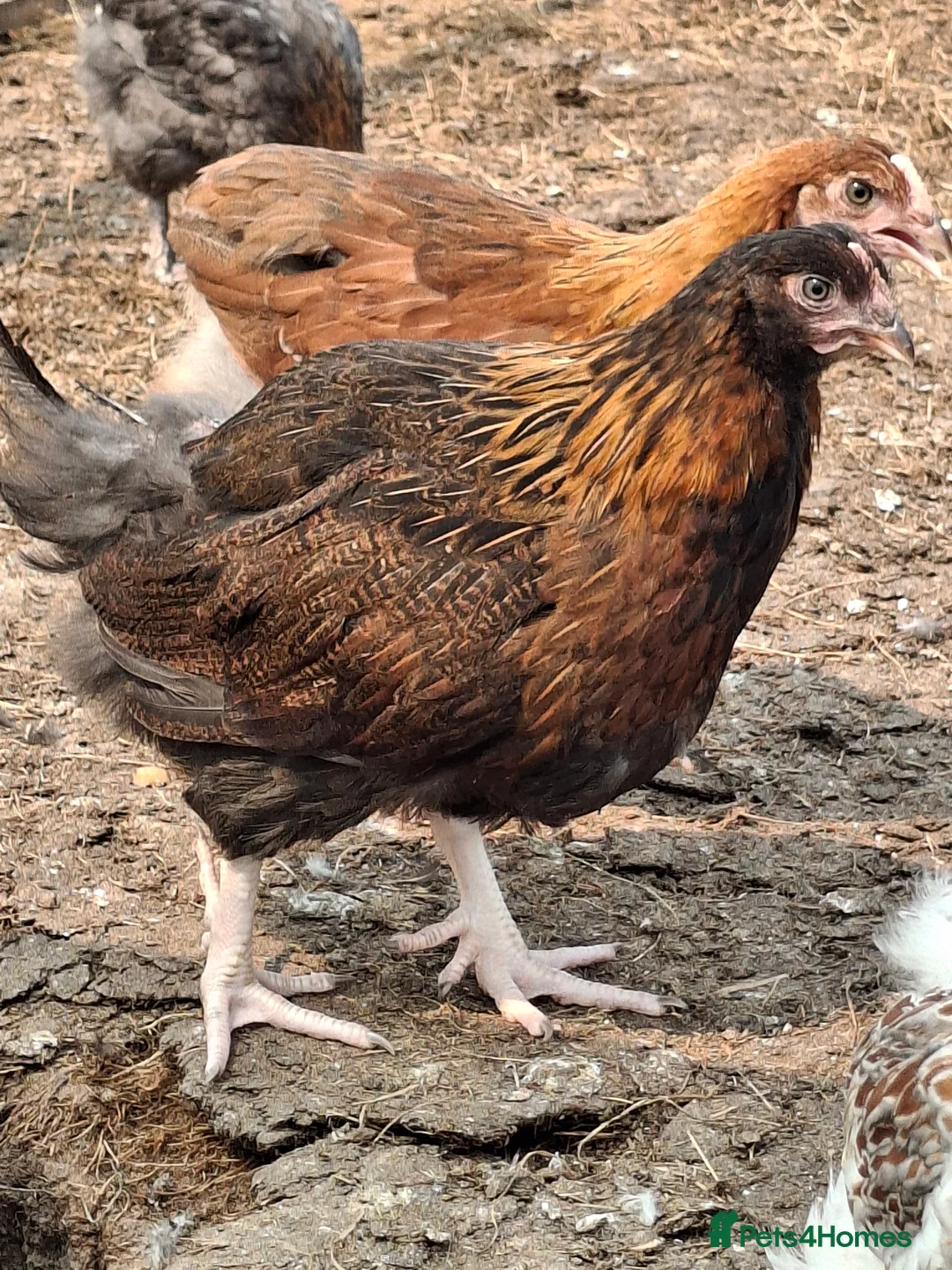 Chickens poultry for sale: Black copper marans and Red Dorkings - Advert 9