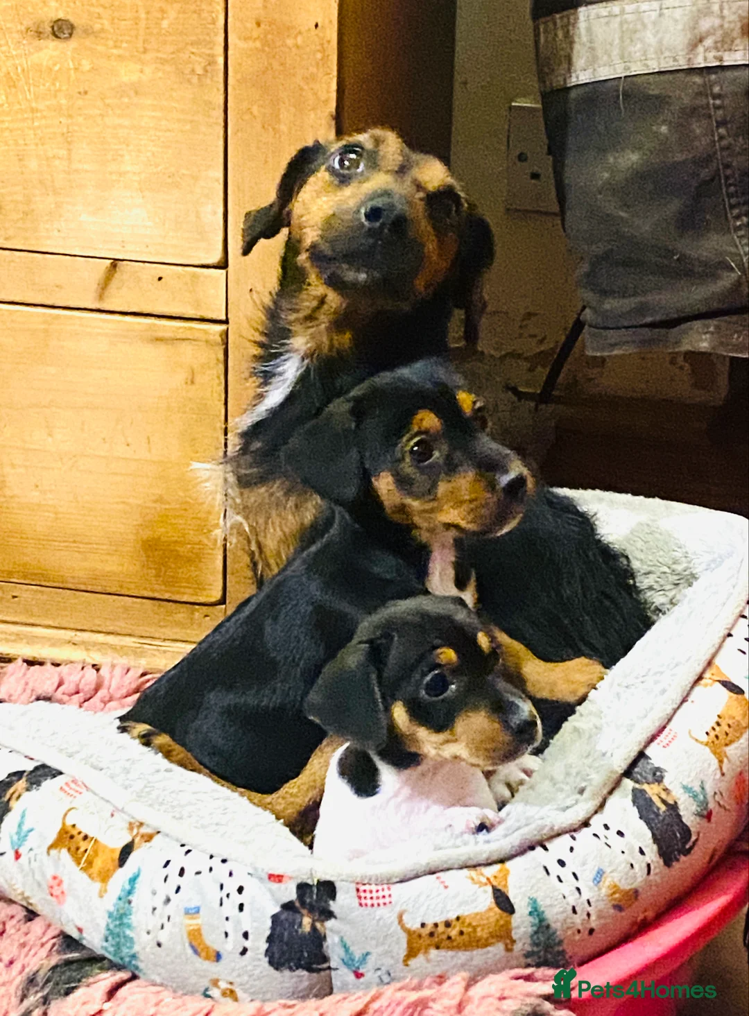 Jack Russell dogs for sale: Adorable Small Smooth Jack Russell Puppies - Advert 1