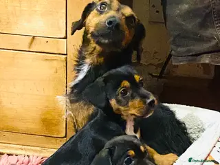 Jack Russell dogs Adorable Small Smooth Jack Russell Puppies - Advert 1