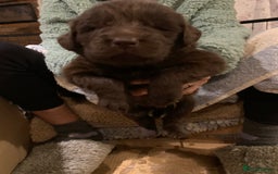 Newfoundland dogs for sale: ✨ Stunning Chocolate Newfoundland Puppies ✨ - Image 26