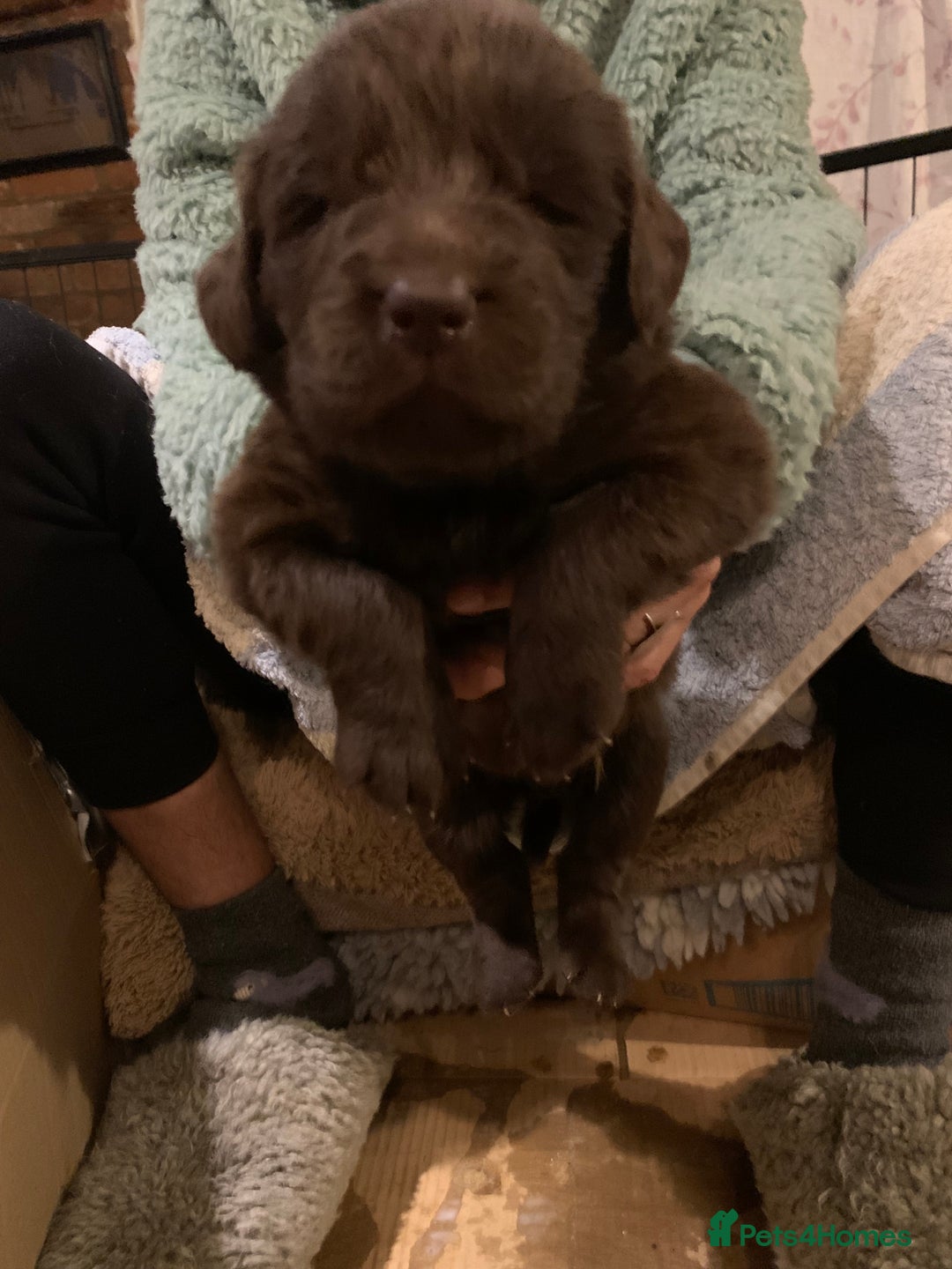 Newfoundland dogs for sale: ✨ Stunning Chocolate Newfoundland Puppies ✨ - Image 26
