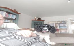 English Springer Spaniel dogs for sale: Puppy  - Image 2