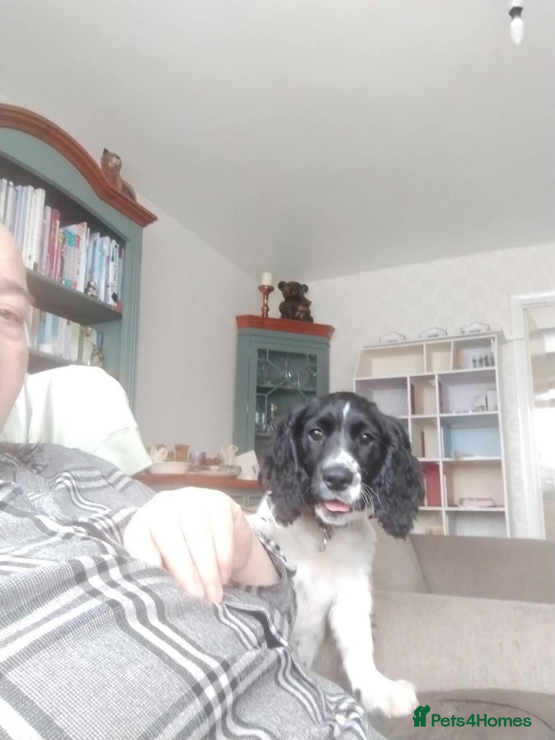 English Springer Spaniel dogs for sale: Puppy  - Image 2