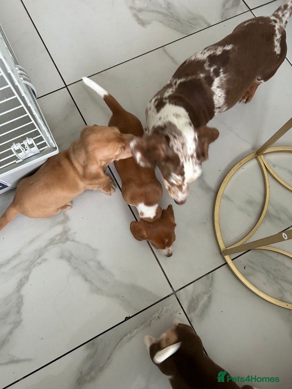 Miniature Dachshund dogs Adorable Miniature Dachshund puppies - Advert 1