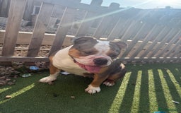 English Bulldog dogs for sale: Female English bulldog  - Image 1