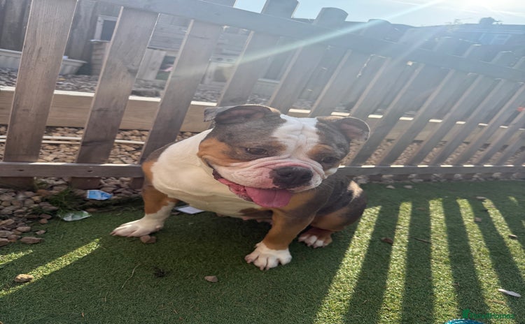 English Bulldog dogs - Advert 12