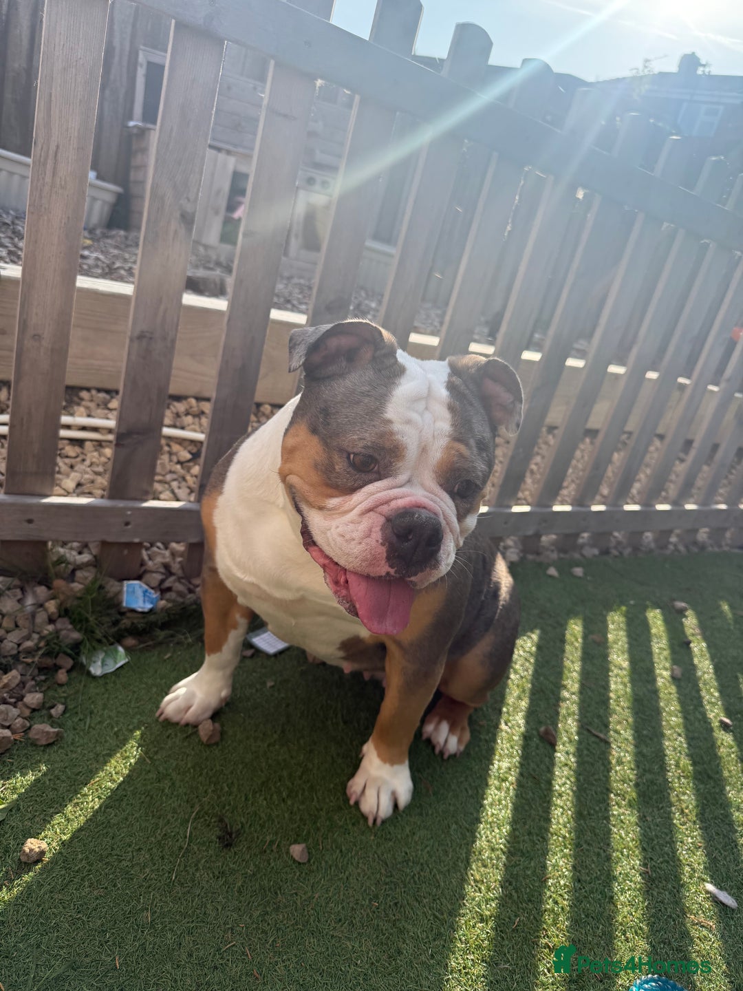 English Bulldog dogs for sale: Female English bulldog  - Image 1
