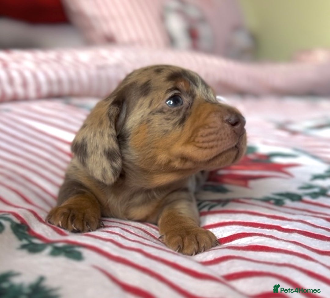 Miniature Dachshund dogs for sale: Miniature Dachshund  - Advert 2