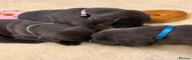 Great Dane Puppy Blue RESERVED
