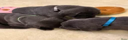 Great Dane dogs for sale: Ready to go! Blue Great Danes - 2 Girls Remaining! - Advert 36