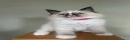 Ragdoll cats for sale: Adorable Pedigree Ragdoll Kittens - Advert 3