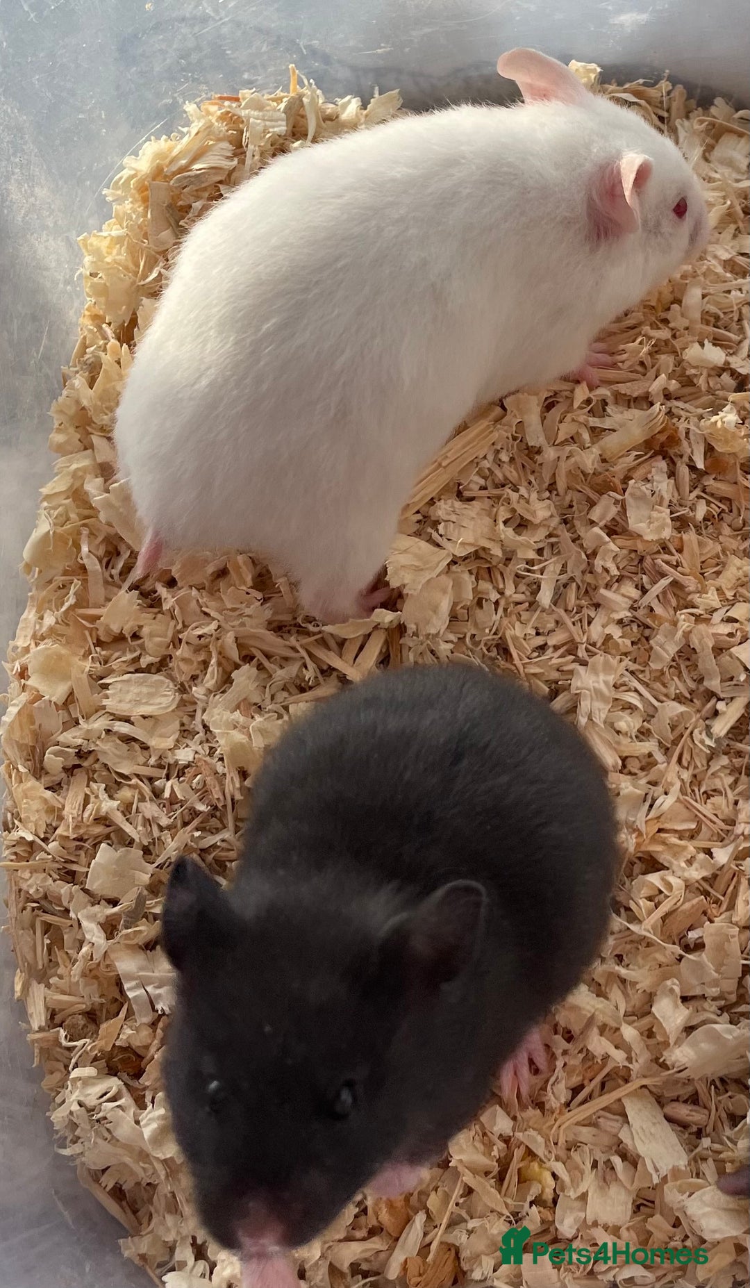 Hamster rodents for sale: Baby female Syrian hamsters from show stock  - Advert 6