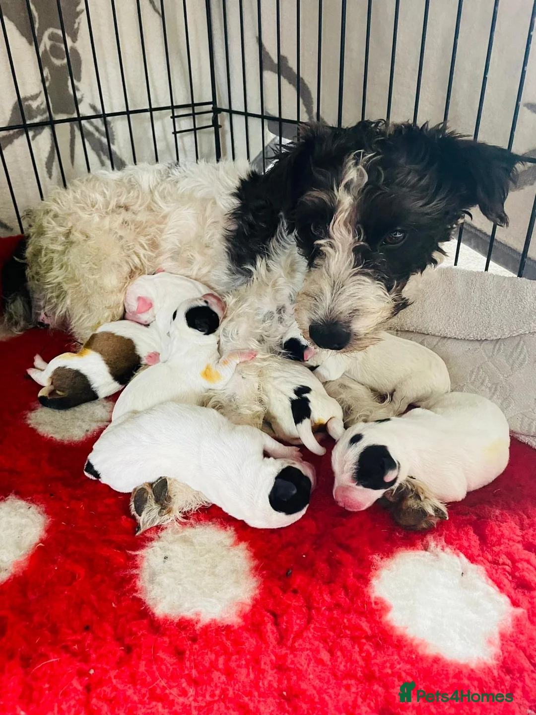 Jack Russell dogs for stud: Jack Russel Boy For Stud in Brighton - Advert 5