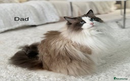 Ragdoll cats for sale: Beautiful Ragdoll kittens from Champion lines - Image 26