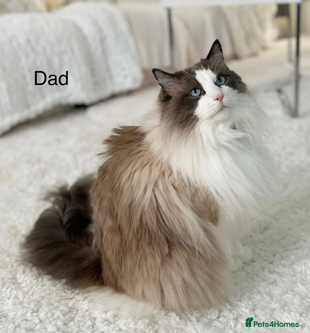 Ragdoll cats for sale: Beautiful Ragdoll kittens from Champion lines - Advert 26