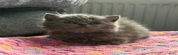 British Shorthair cats for sale: Gorgeous British Short Hair - Advert 7