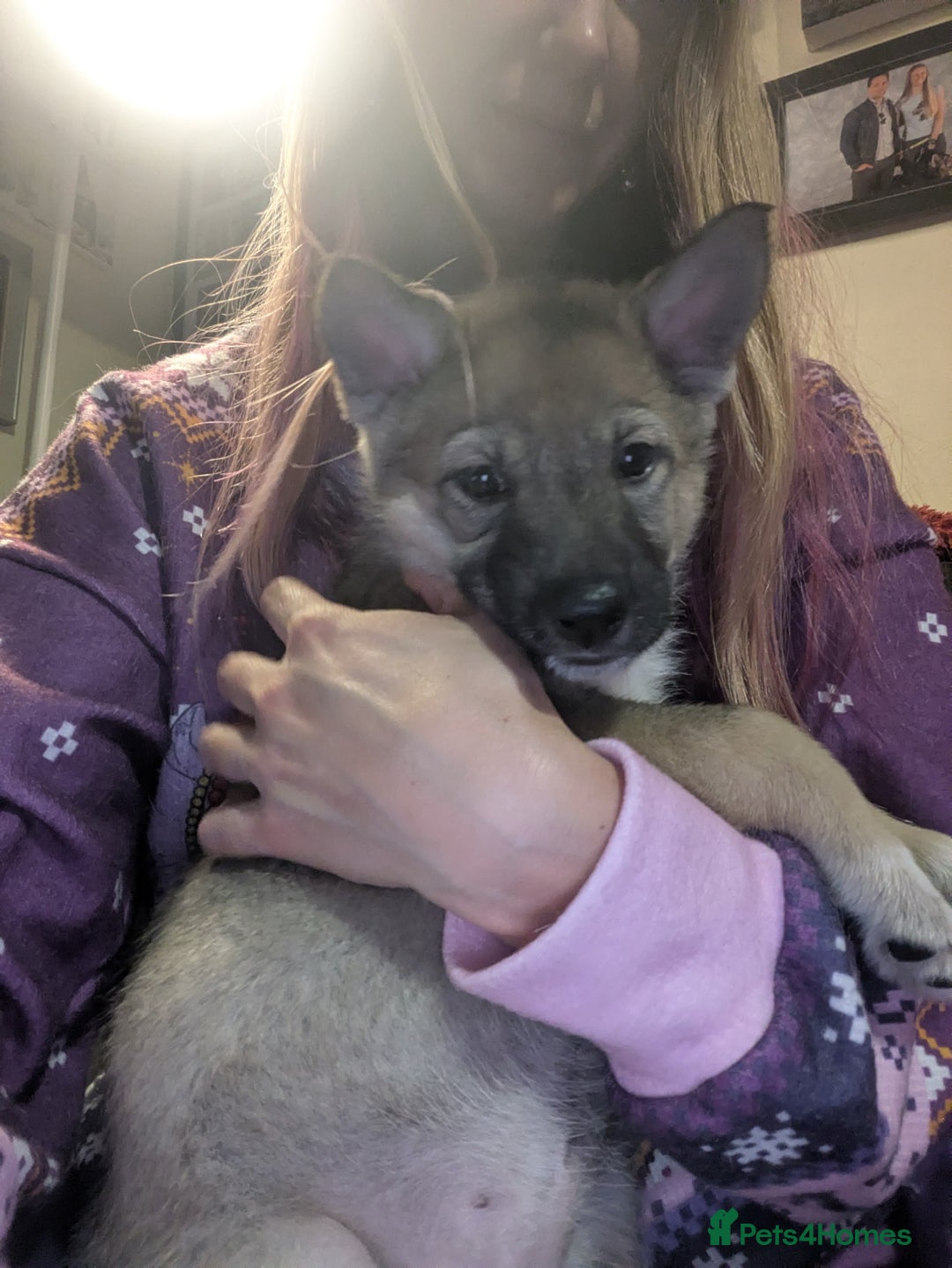 Saarloos Wolfdog dogs for sale: Lupine dog puppy female  - Advert 2