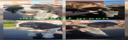 Mixed Breed dogs for sale: Mongrel pups - Advert 5