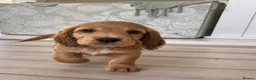 Cocker Spaniel dogs for sale: Last KC Golden Show Cocker Spaniel Boy Puppies - Advert 8