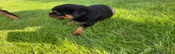 Rottweiler dogs for sale: 🏆🐾 5STAR BREEDERS🐾🏆KC REG girl and boys 💖💙 - Advert 29