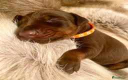 Dobermann dogs for sale: KC REGISTERED HEALTH TESTED DOBERMAN PUPS - Image 28