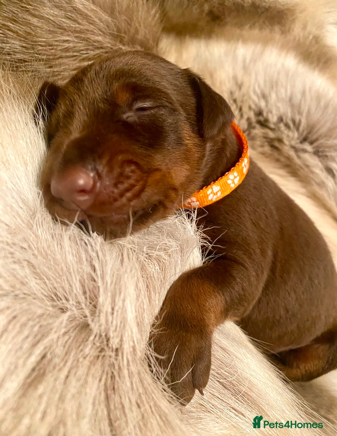 Dobermann dogs for sale: KC REGISTERED HEALTH TESTED DOBERMAN PUPS - Image 28