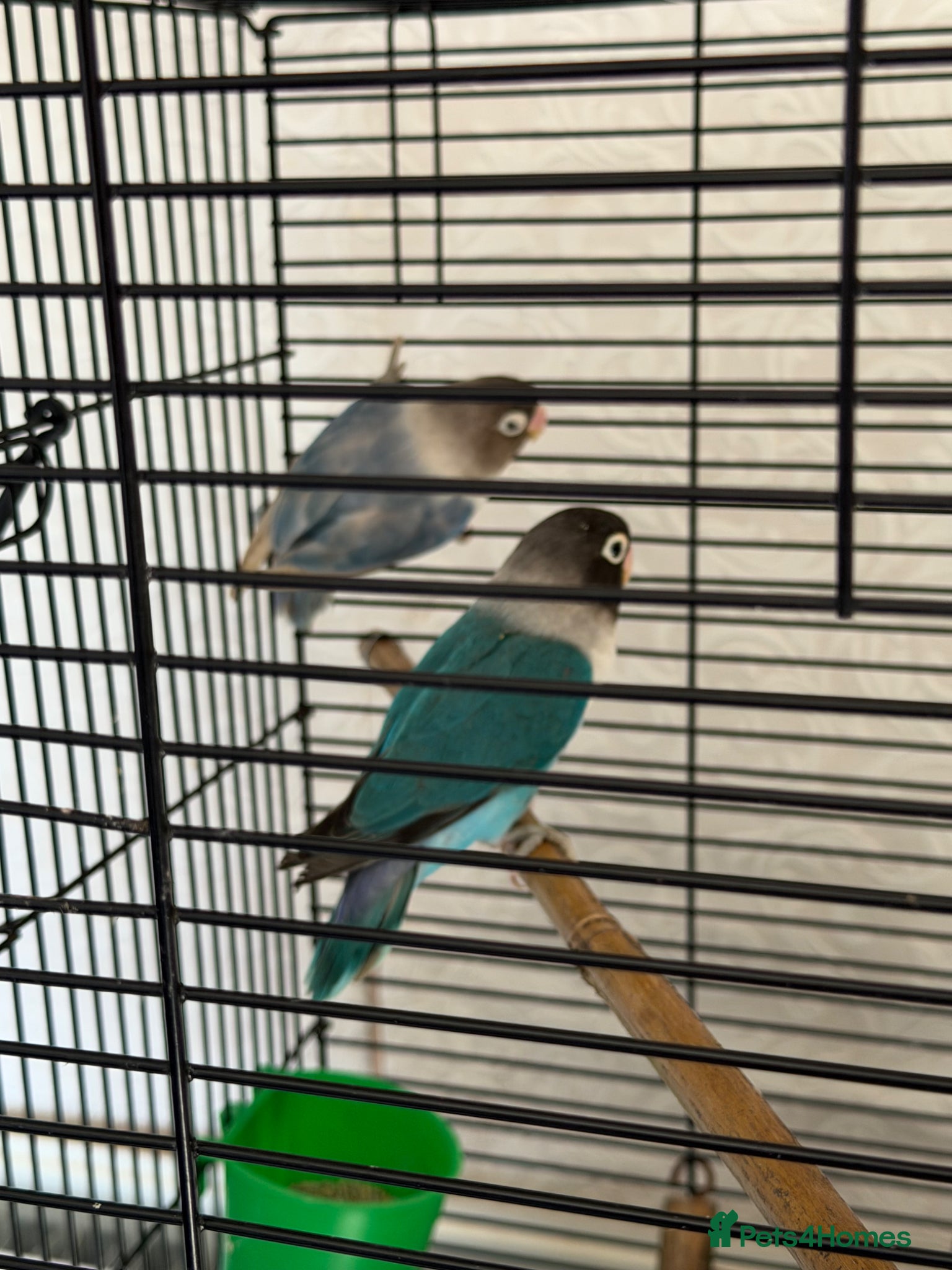 Lovebirds birds for sale: pairs of love birds breeding pairs with cage - Advert 1