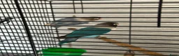 Lovebirds birds for sale: pairs of love birds breeding pairs with cage - Advert 1