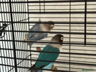 Lovebirds birds for sale: pairs of love birds breeding pairs with cage - Advert 1
