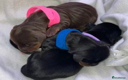 Miniature Dachshund dogs for sale: Miniature dachshund  - Advert 5