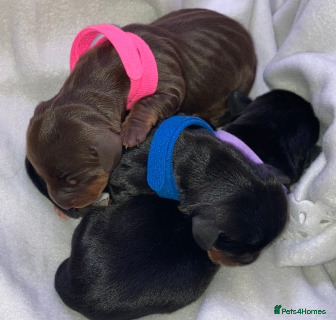 Miniature Dachshund dogs for sale: Miniature dachshund  - Advert 5