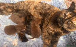 British Shorthair cats for sale: Tortie British Shorthair  - Image 2