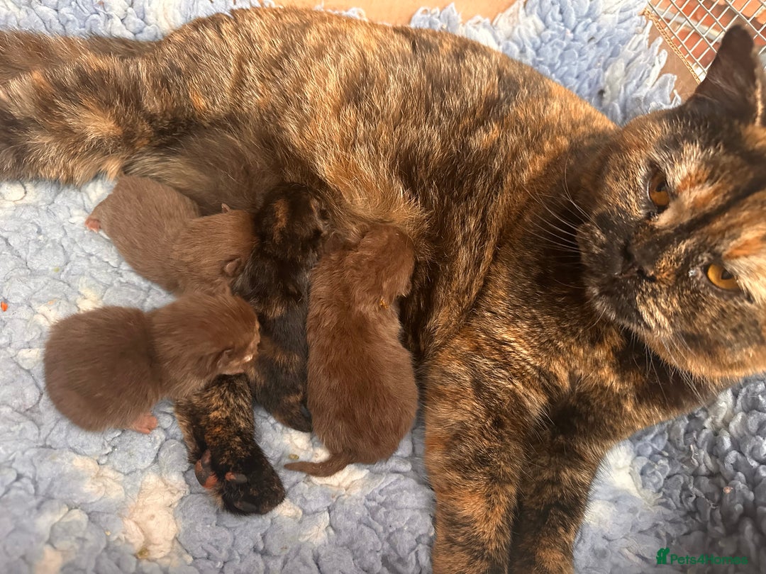 British Shorthair cats for sale: Tortie British Shorthair  - Image 2