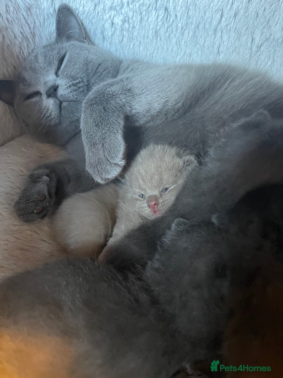 British Shorthair cats for sale: British shorthaired blue male kitten he is 8 weeks - Image 7