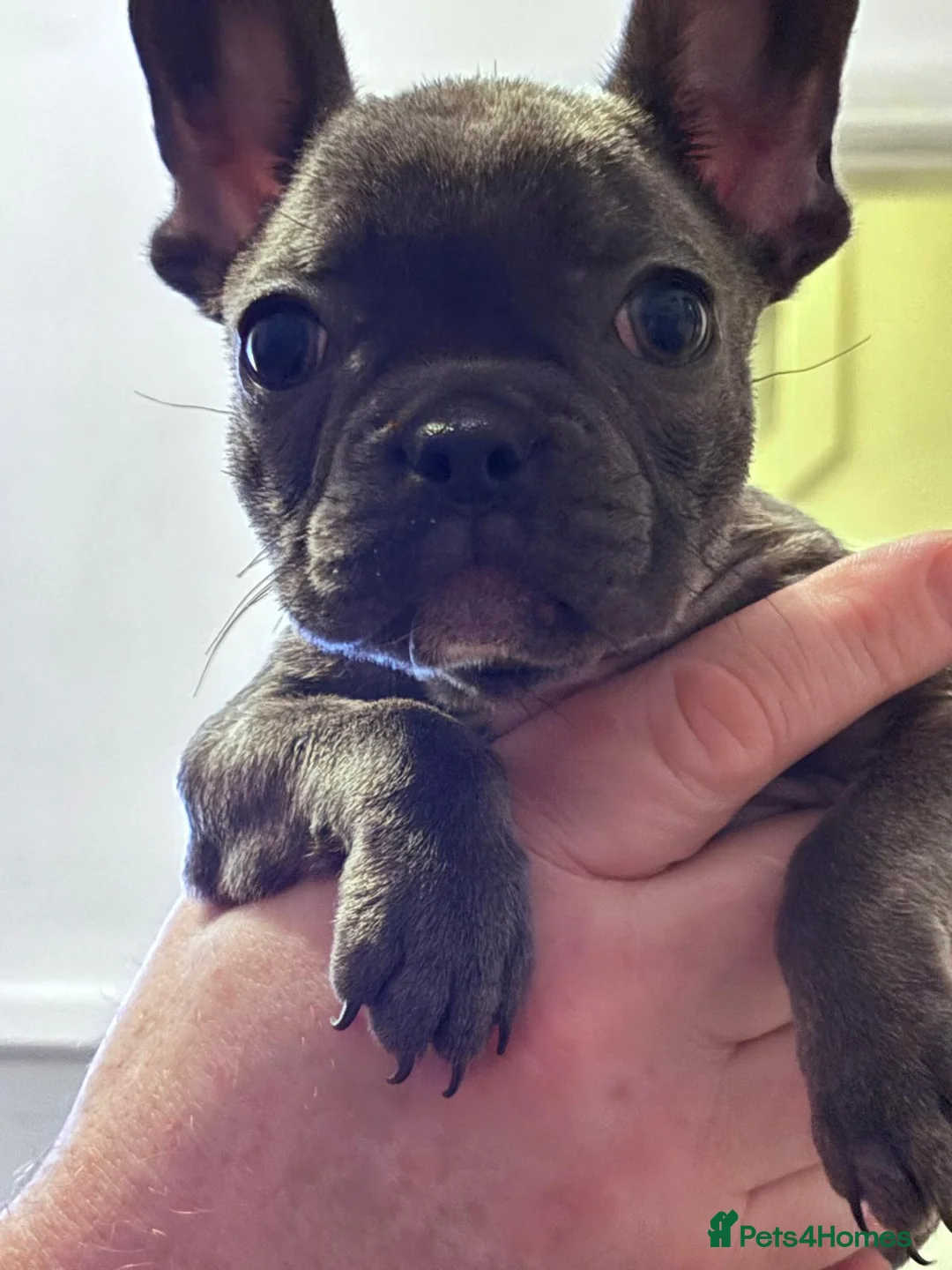 French Bulldog dogs for sale: French Bulldog Puppies - Advert 3