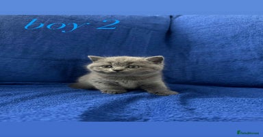British Shorthair cats - Advert 12