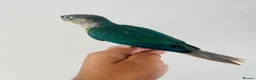 Conures birds for sale: Hand reared conures for sale  - Advert 5