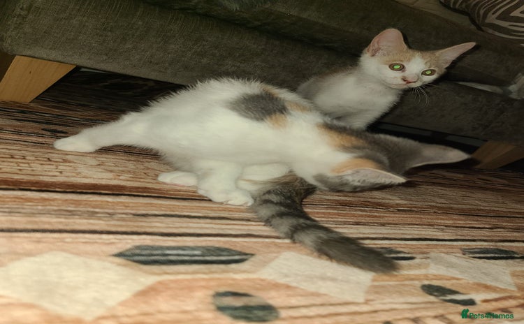Mixed Breed cats - Advert 4