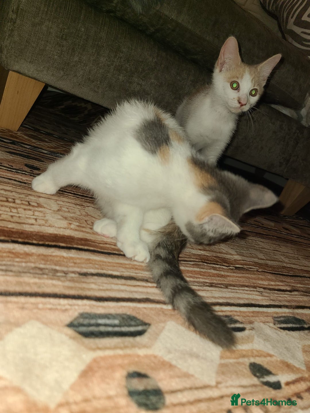 Mixed Breed cats for sale: Kittens  - Image 1