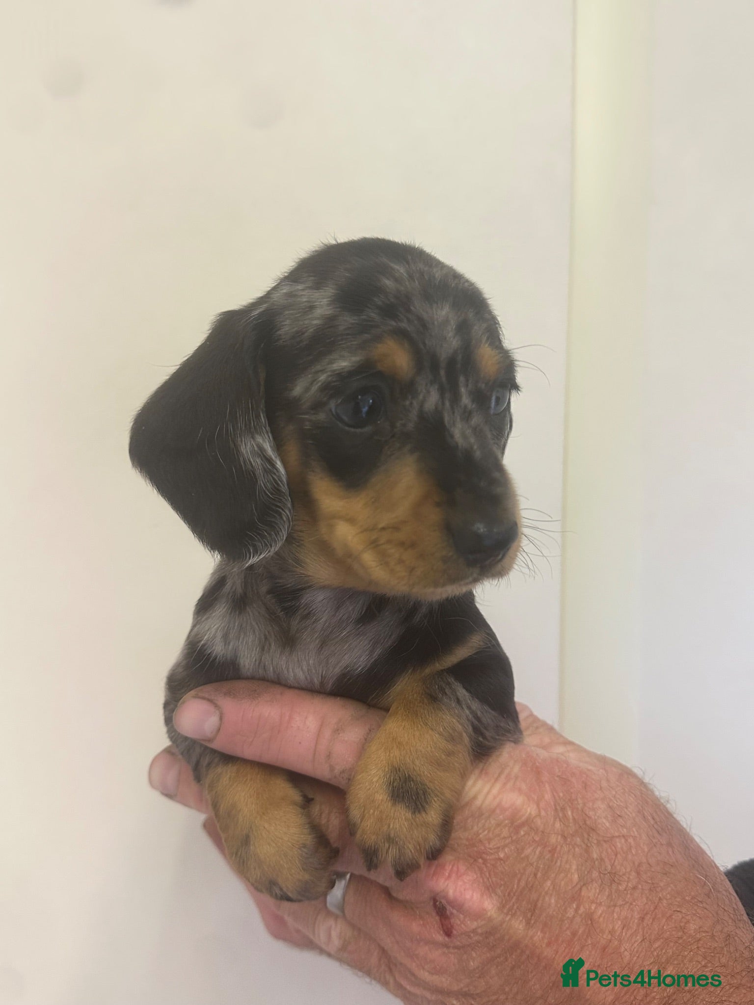 Miniature Dachshund dogs Kennel club registered mini dachshund puppies  - Advert 1