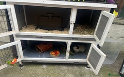 Guinea Pig rodents for sale: 4 Guinea pigs, hutches and accessories  - Image 7