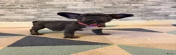 French Bulldog dogs for sale: K.C registered French bulldog girl - Advert 7
