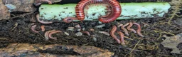 Millipedes invertebrates for sale: Red Fire Millipedes  - Advert 5