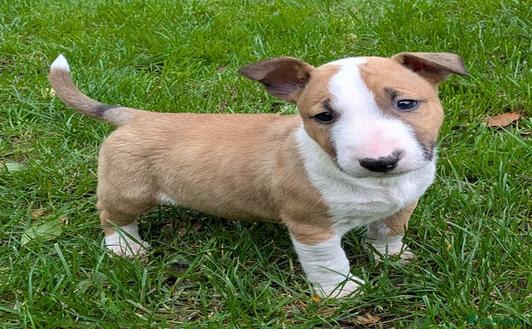 English Bull Terrier dogs - Advert 1