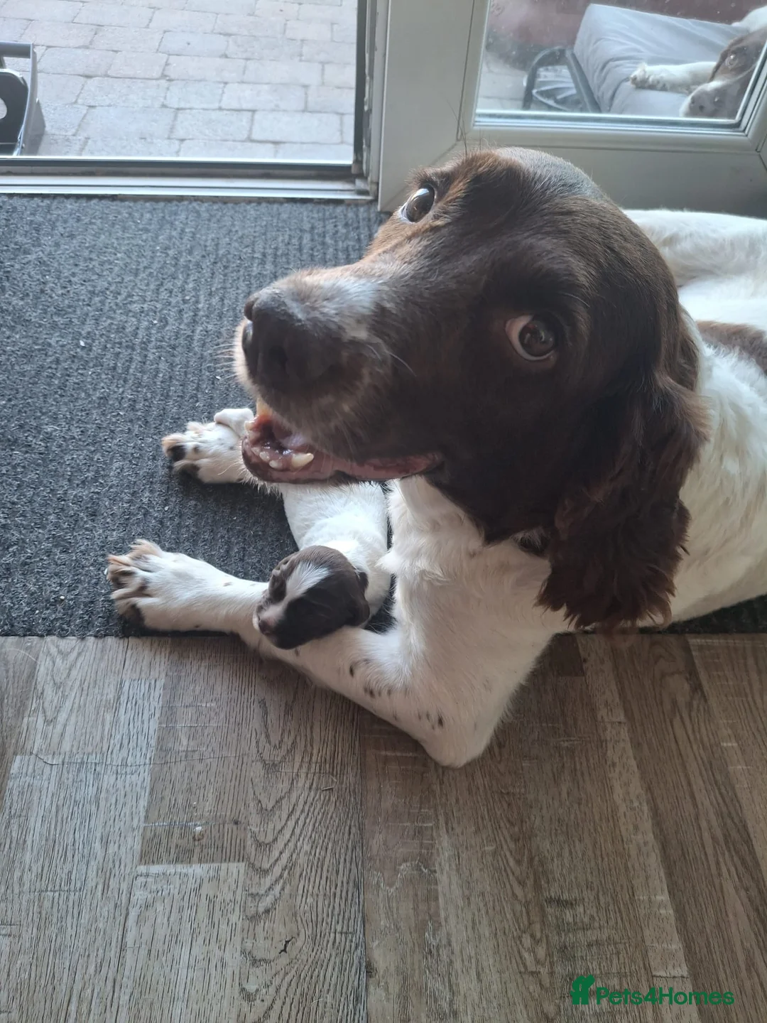 English Springer Spaniel dogs for sale: English Springer Spaniel Puppies in Nottingham - Advert 2