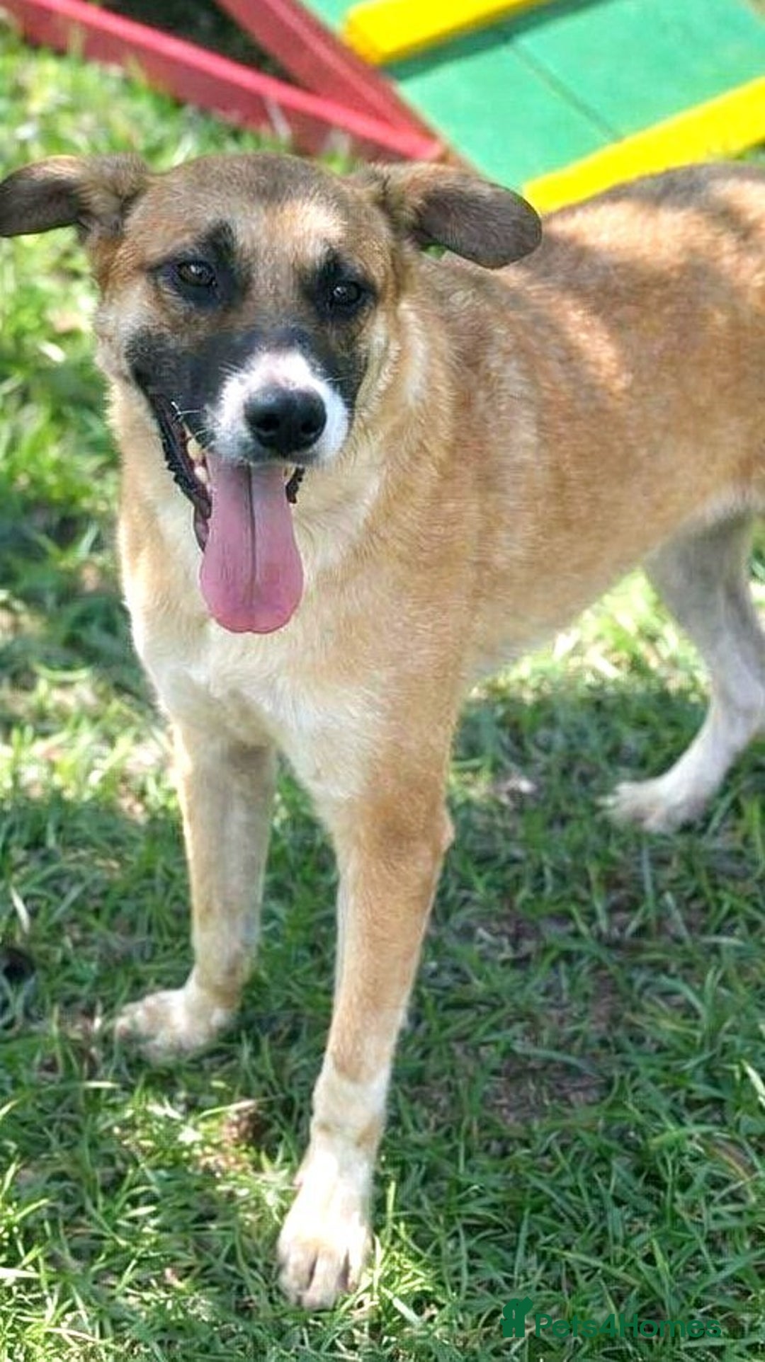 Mixed Breed dogs for adoption: 🐾 Cody – a gentle soul with a heart of gold 🐾 - Advert 4