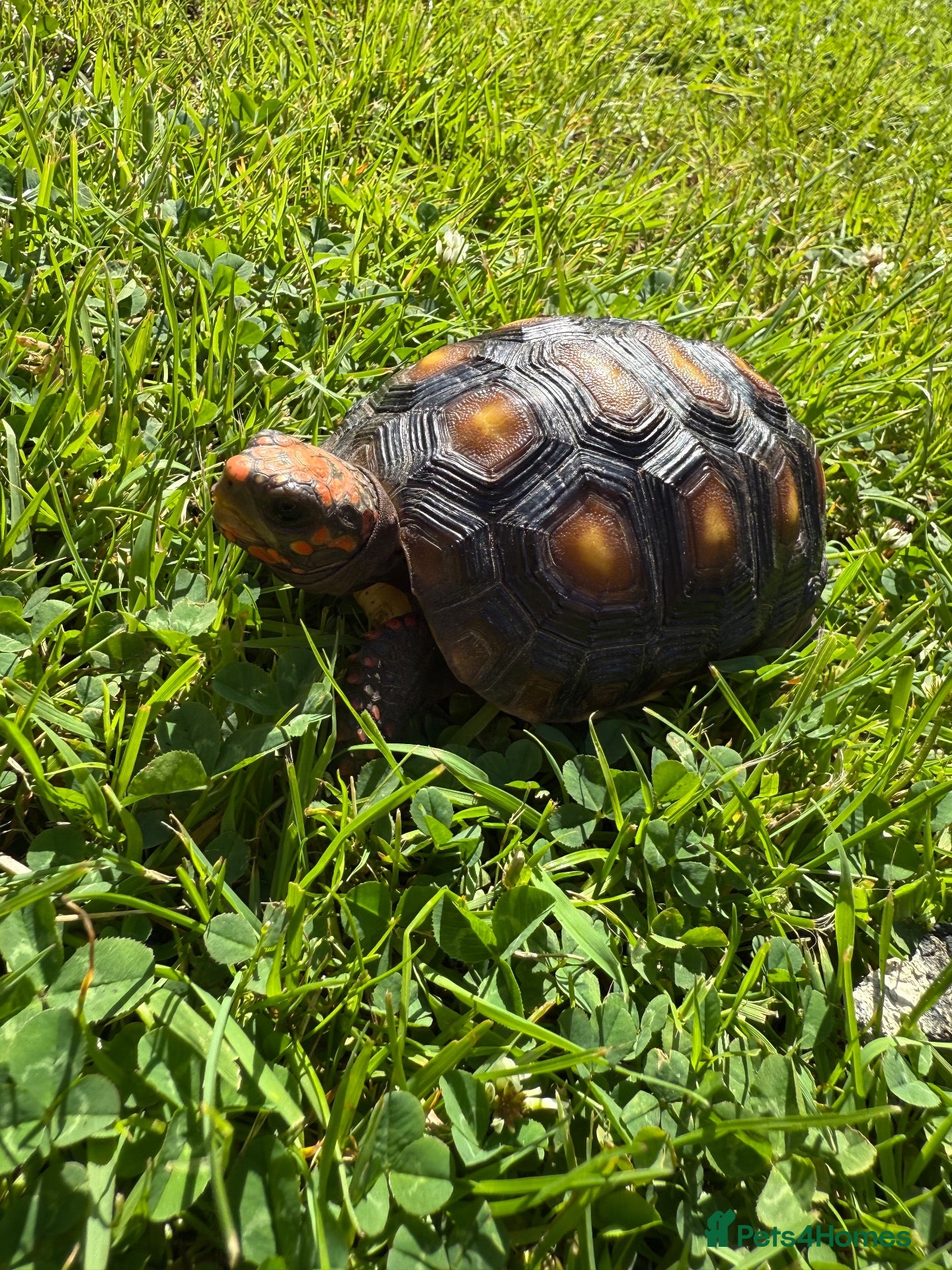 Tortoise reptiles Red foot tortoise  - Advert 1